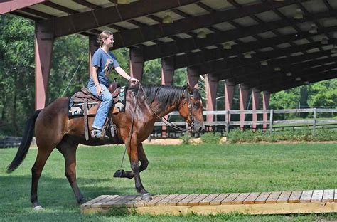 Dasher | Horse of My Dreams