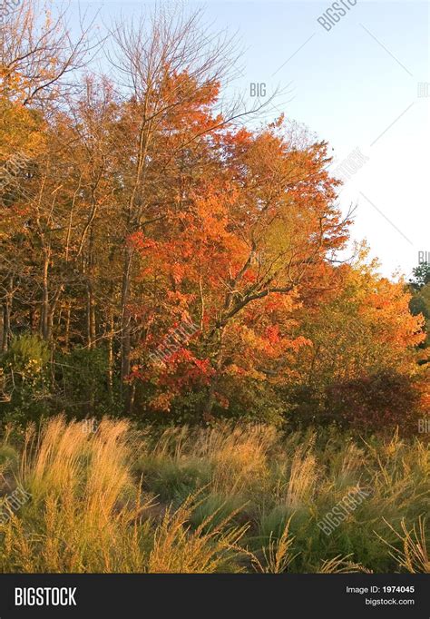 Autumn Meadow Image & Photo (Free Trial) | Bigstock