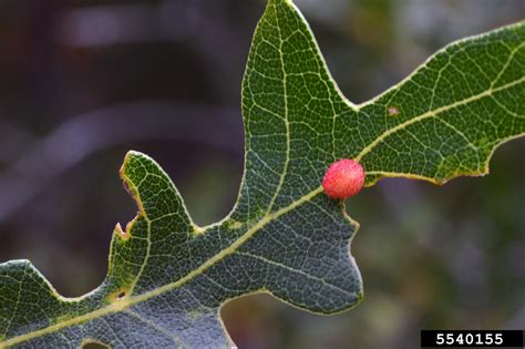 leafy oak gall wasp (Andricus quercusfoliata)