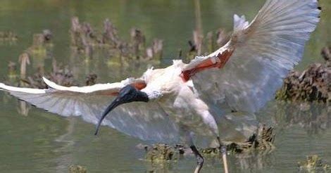 Animals Unique: Ibis Bird