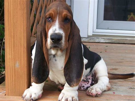 Basset Hound Dog Breed Info, Wallpaper & Puppy Videos