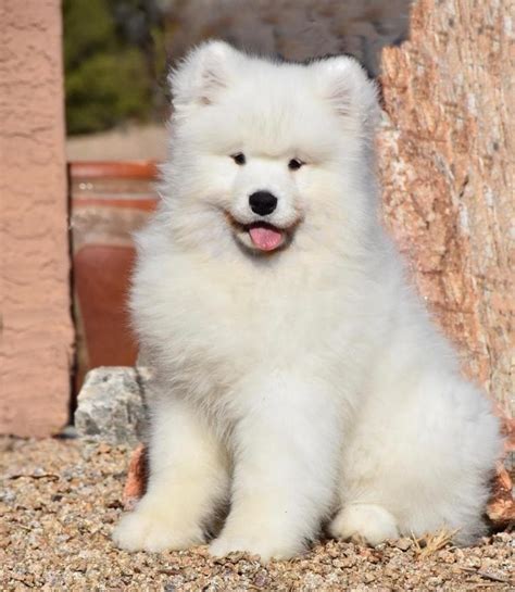 Samoyed Puppies For Sale | Dallas, TX #286702 | Petzlover