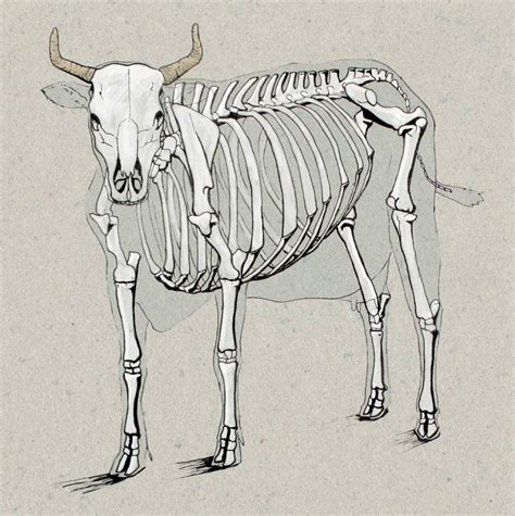 Cow Anatomy Drawing | Greg Tatum