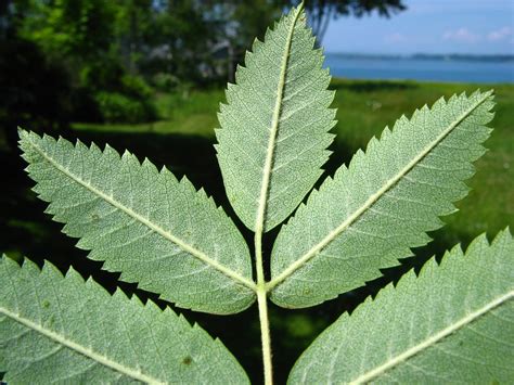 Sorbus aucuparia (European mountain-ash): Go Botany