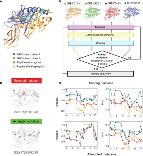 Frontiers | Multiple-Allele MHC Class II Epitope Engineering by a Molecular Dynamics-Based ...