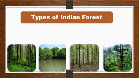 Types of forest in India for kids. Learn forest types in India. - YouTube