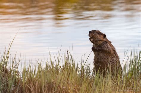 A Beaver is looking for predators, Babine Lake, BC, Canada » www ...