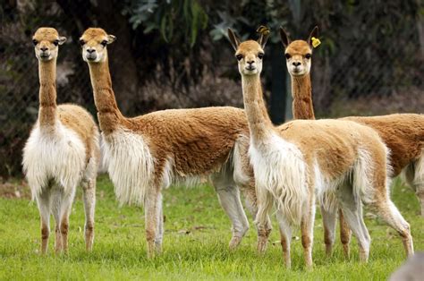 (Multimedia) ESPECIAL: Peruanos celebran emblemático "Día Nacional de la Vicuña" | Spanish ...