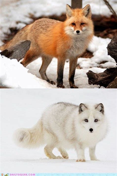 Daily Squee | Funny animals, Pet fox, Animals beautiful