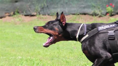 the dobermann ferocious attack - YouTube