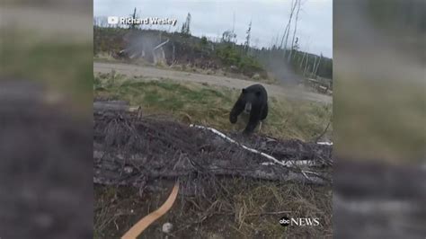 Black bear attacks hunter in terrifying video Video - ABC News