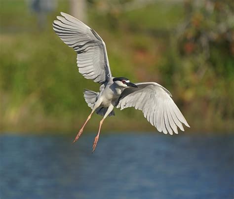 Night Heron: Nature and Wildlife Photography Forum: Digital Photography ...