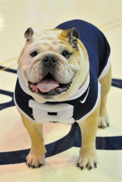 Butler University Mascot! | Bulldog, Butler bulldogs, Bulldog lover