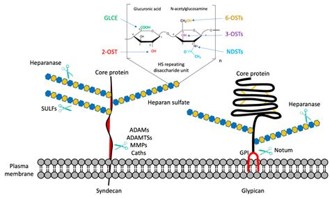 Viruses Free Fulltext Heparan Sulfate Proteoglycans And Viral