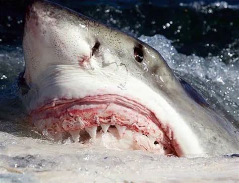 16 Great White Shark Facts About The Famous Marine Predator