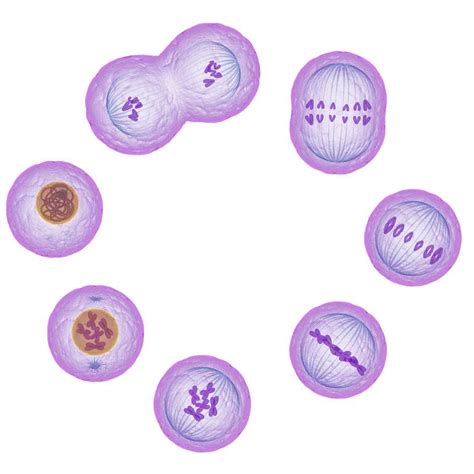 Understand the Stages of Mitosis and Cell Division