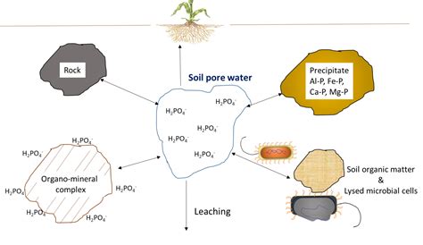 Soil Nutrient Cycling – Digging into Canadian Soils