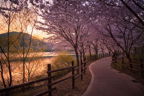 Korean Cherry Blossoms | Koreabridge