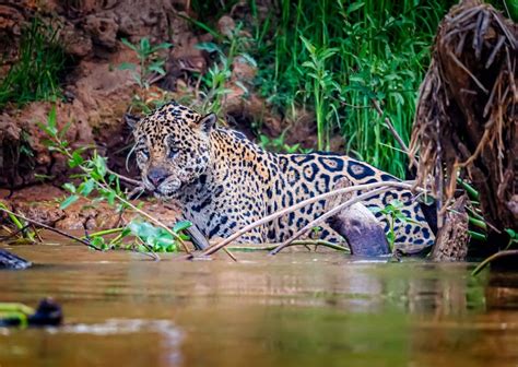 Jaguar Hides in the Water of the River while Hunting Stock Photo - Image of jaguar, water: 211299272