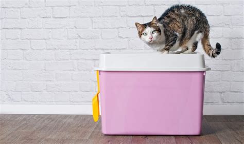 10 Best Cat Litter Box Liners On The Market