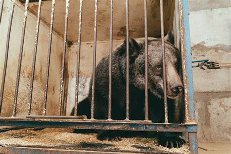 Circus Bear That Lived in Tiny Cage Most of Its Life Finally Rescued ...