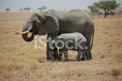 Female Elephant With Calf Stock Photo | Royalty-Free | FreeImages