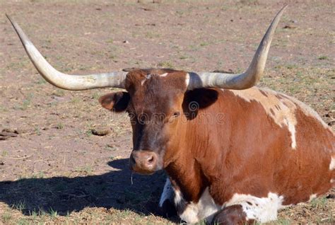 Texas Longhorn stock photo. Image of feeding, hoof, clouds - 85213794