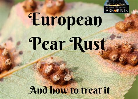 European Pear Rust: A Juniper Fungus - Pacific Northwest Arborist