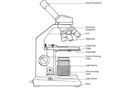 Compound Light Microscopes Definition | Shelly Lighting