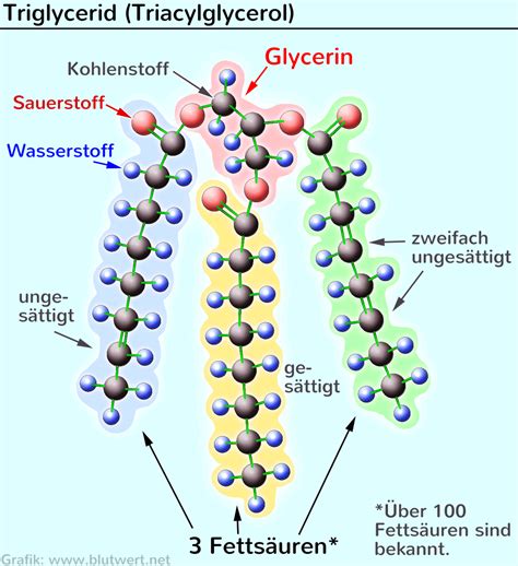 Triglyceride (TRG): Fette, gefährlich, aber wichtig