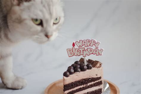 Can Cats Eat Chocolate Cake? Read Before You Feed!