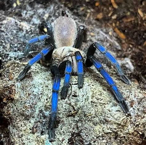 Neon Blue Leg Tarantula (Birupes simoroxigorum) Care Guide | ThePetFAQ