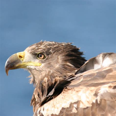 Falconry Experience Full Day - Elite Falconry