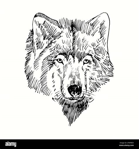 Easy Drawing Of Wolf