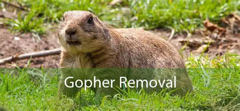 Best Gopher Removal Services - Safe & Effective