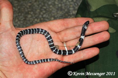 Krait Venom