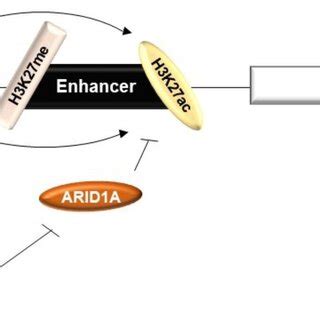 Regulation of mTOR transcription. Amino acids increase mTOR... | Download Scientific Diagram