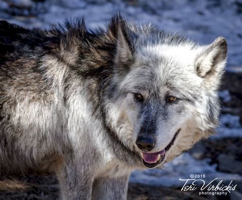 Wolf Sanctuary Manitou Springs Colorado – Warehouse of Ideas