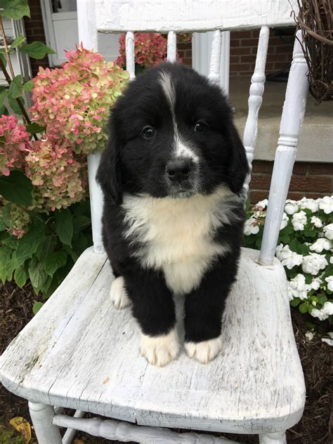 Newfoundland Dog Puppies For Sale | Dundee, OH #242008