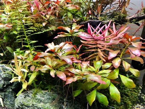 Ludwigia Repens Live Aquarium Plant / Planted Tank / - Etsy Ireland