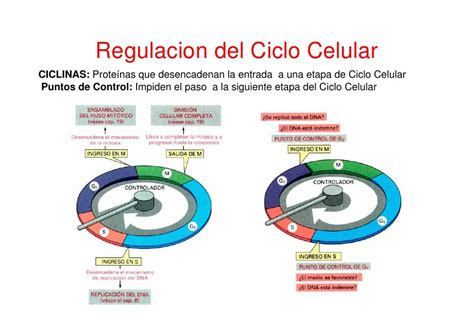 Regulacion ciclo celular