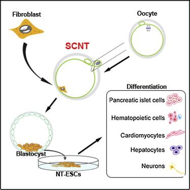 Human Embryonic Stem Cells Derived by Somatic Cell Nuclear Transfer: Cell