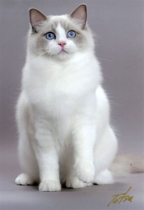 White Himalaya Ragdoll kitty Look at that beautiful face! Gorgeous. #cats | Dianne's Favorites ...