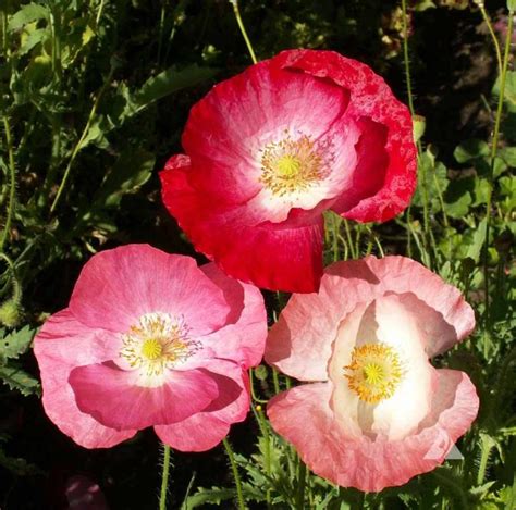 Single Mixed Corn Poppy (Papaver rhoeas) | Applewood Seed Company