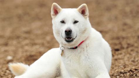 Kishu Ken - Temperament, Lifespan, Shedding, Puppy