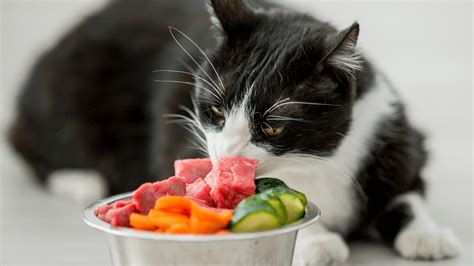 Is Raw Cat Food a Good Choice? - The Cat Bandit Blog