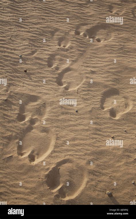 Camel hoof prints in the desert sand in the united arab emirates uae middle east animal tracks ...