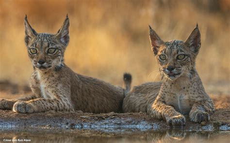 WILD IBERIAN LYNX CUBS/CACHORROS DE LINCE IBERICO EN LIBERTAD by José Luis Ruiz Alava / 500px