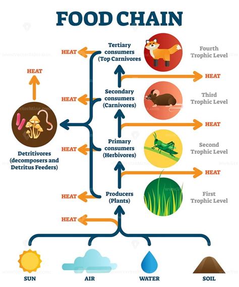 Food chain vector illustration diagram - VectorMine