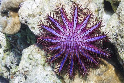 Crown-Of-Thorns Starfish Facts You Never Knew